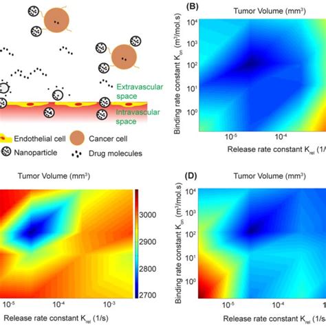 A Schematic Of Nanoparticle Transport Accounting For Particle Binding