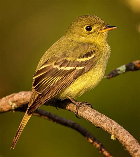 10 Yellow Bellied Flycatcher Stock Photos Pictures And Royalty Free