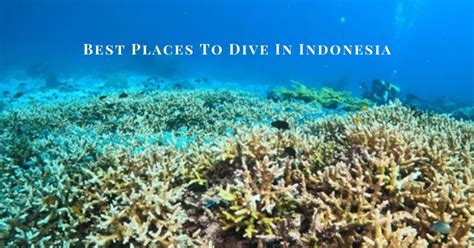 10 Best Diving Spots In Indonesia In 2024 Triptometer