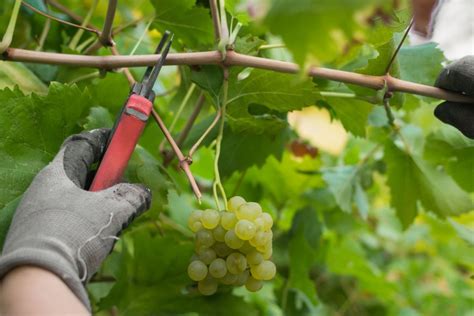 Como Podar Uvas Tipos E Importância Da Poda Na Cultura Da Videira