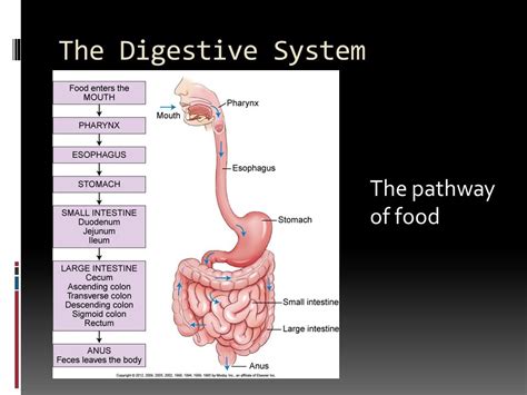 Pathway Through The Digestive System Evermorepic