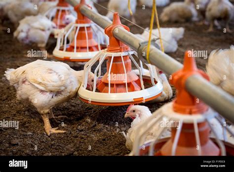 Hens Feeding From A Trough Stock Photo Alamy