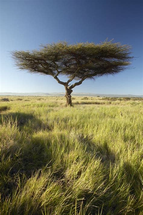 Il Monte Kenya Ed Albero Solo A Tutela Di Lewa Kenya Africa Dell