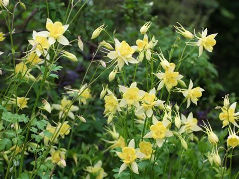 Native Columbines A Beginners Guide The Plant Native