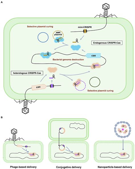 Frontiers Harnessing The Crispr Cas Systems To Combat Antimicrobial Resistance