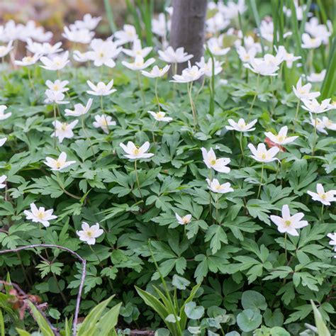 Szk Ka Bylin Dobrepole Anemone Nemorosa Zawilec Gajowy