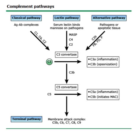 The Complement System Flashcards Quizlet