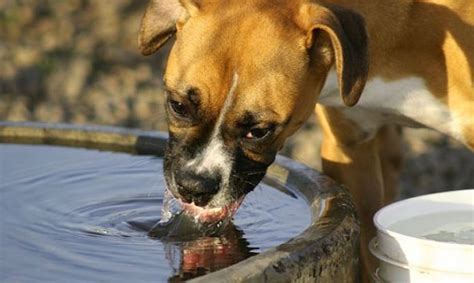 Las CLAVES de la Deshidratación en Perros descúbrelo TODO