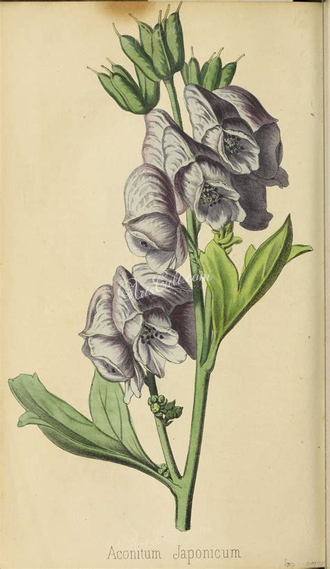 Flowers Aconitum Japonica X Botanical Illustration