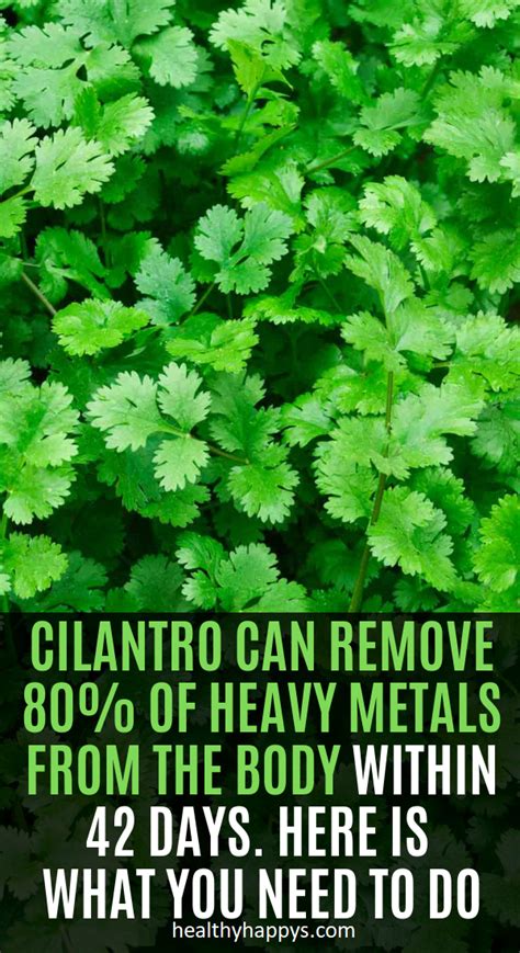 Cilantro Can Remove Of Heavy Metals From The Body Within Days