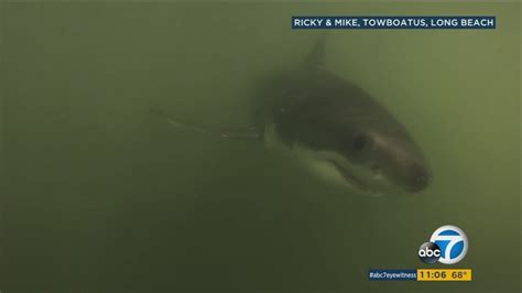 Long Beach shark advisory in effect after multiple sightings - ABC7 Los ...