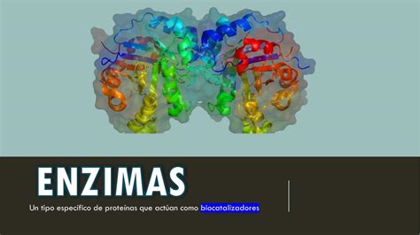 Enzimas Mapa Conceptual Guia Paso A Paso Images