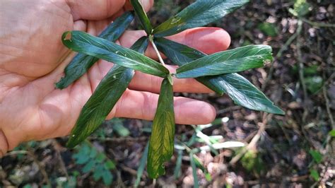 Narrow Leaved Gardenia From Enoggera Reservoir QLD 4520 Australia On