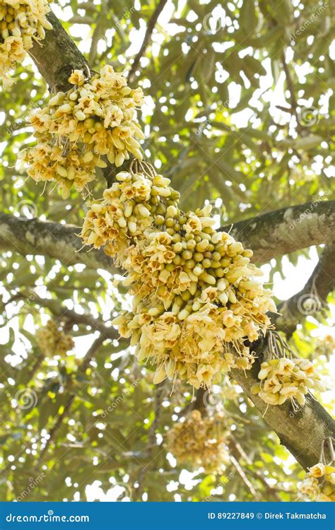 Durian flowers bud stock image. Image of orchard, harvest - 89227849