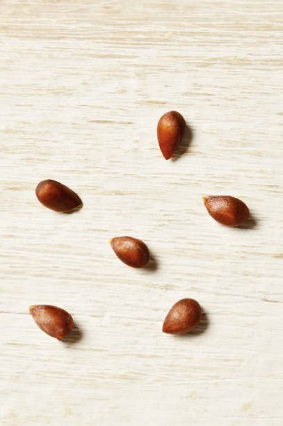 Apple Seeds Stock Photos Pictures And Royalty Free Images Istock