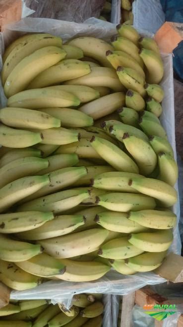 Banana Nanica Em Santa Cruz Do Rio Pardo SP Vender Comprar Banan