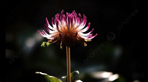 Purple Flower In Front Of Black Background A Beautiful Flower With