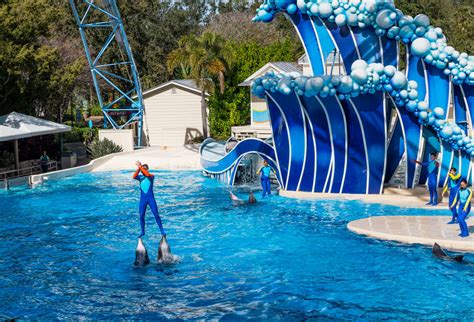 Seaworld Ends Dolphin Surfing And Related Stunts Time