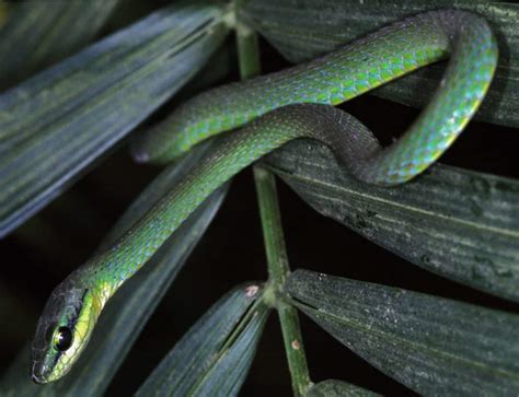 8 COMMON Snakes Found In Ghana 2025 Bird Watching HQ