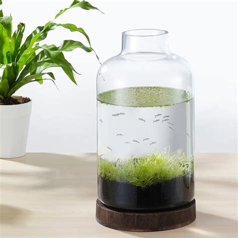 Amazon Pondon Gallon Fish Bowl Vase Featured Aquarium Kit