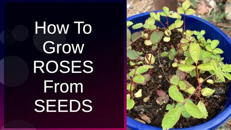 Growing Roses From Seeds A How To Guide Youtube