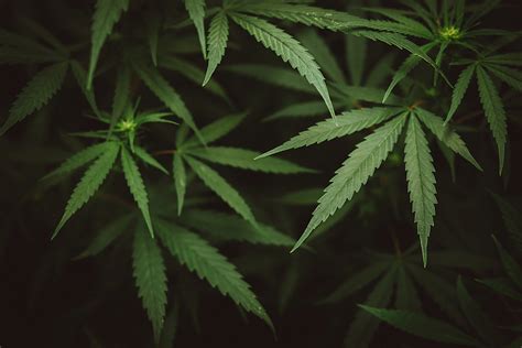 Neue Pläne für Cannabis Legalisierung