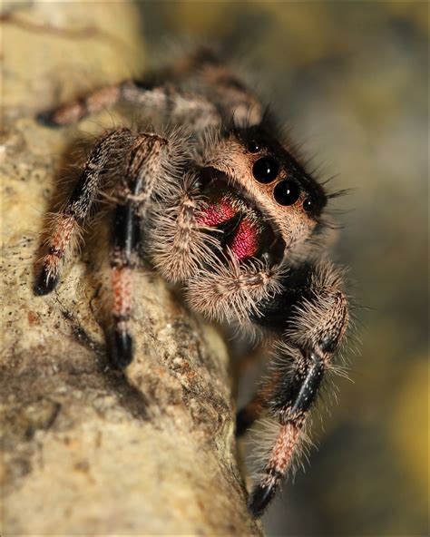 Female Regal Jumping Spider 1 Duncan Quinn Taylor Flickr