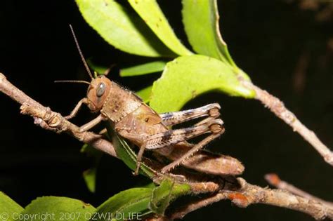 Hedge Grasshopper (Valanga irregularis)