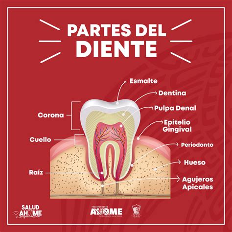 Partes Del Diente Escuela De Higiene Dental Salud Dental Odontología