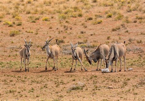 Eland Herd Stock Image Image Of Antelope Male Drinking 138745667