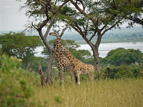 Free Images Nature Prairie Adventure Female Wildlife Africa