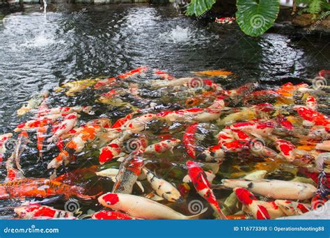 Carp Swimming In The Pond Stock Photo Image Of Outdoor 116773398