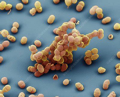 Staphylococcus Epidermidis Bacteria Sem Stock Image C