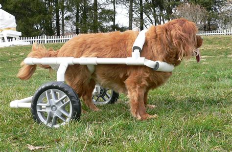 DIYDogWheelchair.com