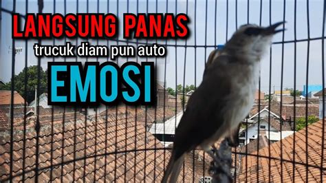 Trucukan Gacor Tarung Ropel Panjang Ini Paling Ampuh Buat Pancingan