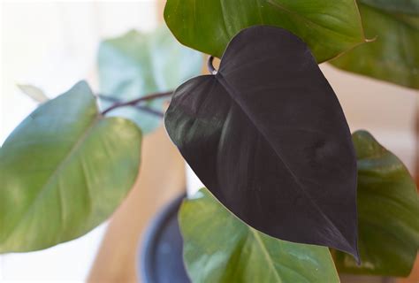 How To Grow And Care For Philodendron Royal Queen