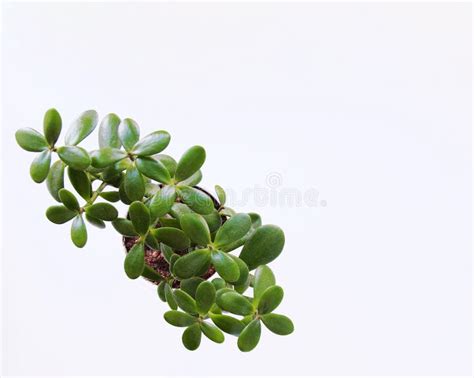 Crassula Home Plant Succulent Money Tree Stock Photo Image Of