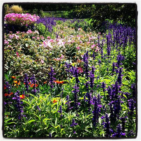 My Minneapolis: Lake Harriet Rose Garden