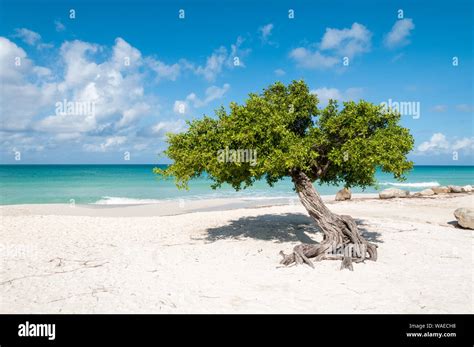 The iconic divi divi tree on the white sand of Eagle Beach at the ...