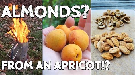 Saving And Tasting Sweetheart Apricots Youtube