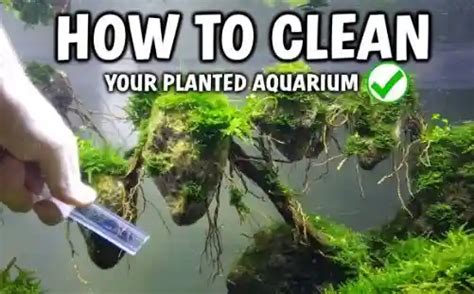 How To Clean Algae From Aquarium Plants Best Expert Tips