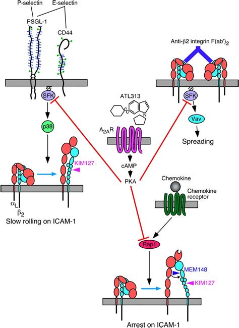 Mechanisms For A 2A AR Mediated Inhibition Of B 2 Integrin Inside Out