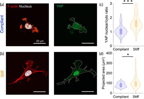 Nucleocytoplasmic Yap Localization In Scs Is Modulated By Substrate