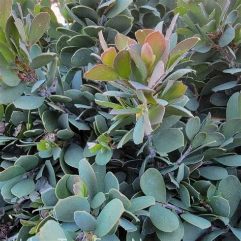 Leptospermum Laevigatum Urban Tree Farm Nursery