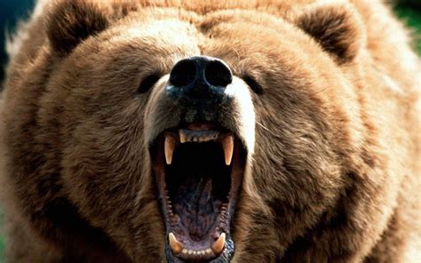 Consumer Defensive - Ready To Face The Bear | Seeking Alpha