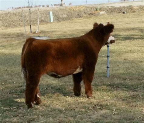 For Sale Otto Show Cattle Sullivan Supply Inc