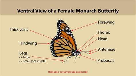 Monarch Butterfly Id And Gallery Naturedigger