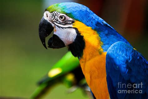 The Brazilian Parrot Photograph by Syed Aqueel