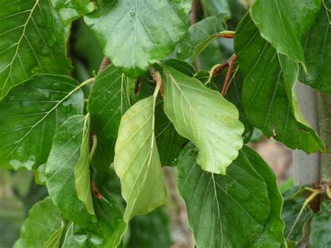 Fagus Sylvatica Pendula Treurbeuk Bloemenpark Appeltern