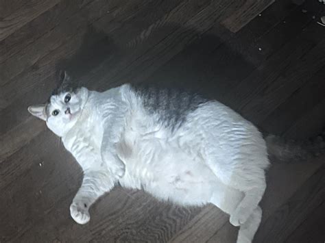 Fat Cat Rcatcare